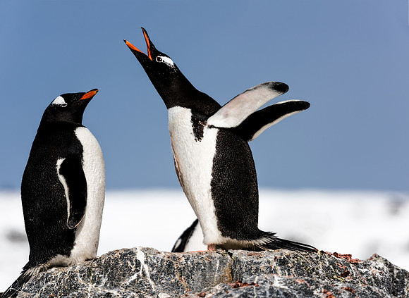 Gentoo Penguins