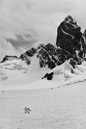 Chinstrap Penguins