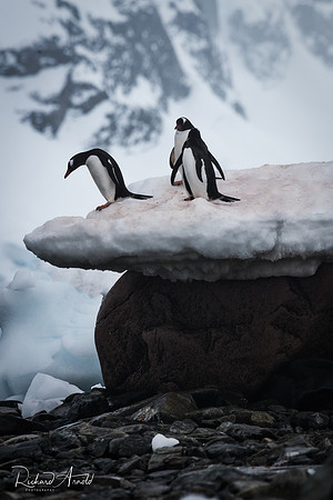 Gentoo Penguins