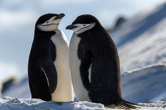 Chinstrap Penguins