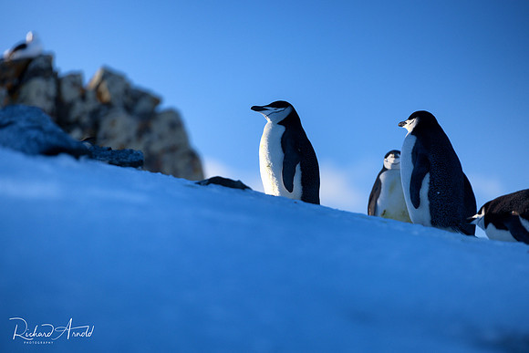 Chinstrap penguins