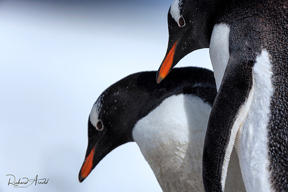Gentoo Penguins