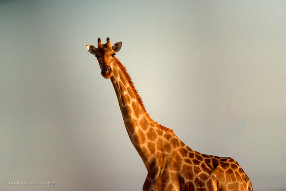 Giraffe at sunset
