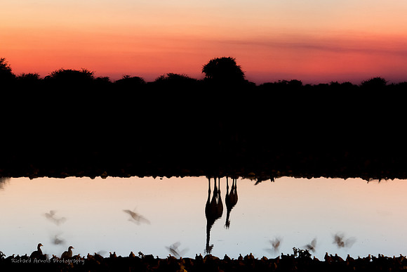 Silhouettes