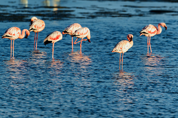 Flamingo's