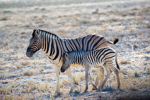 Zebra Mom and kid