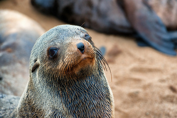 Fur Seal