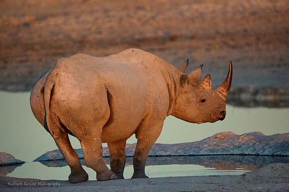 Rhino at watering hole