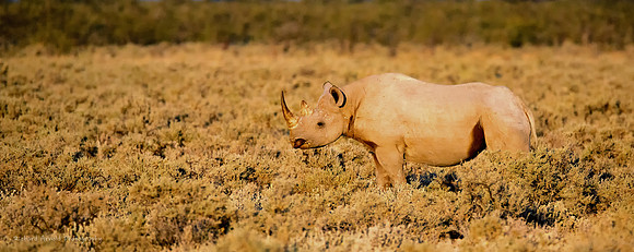 Black rhino