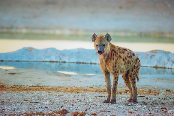 Hyena at sunset; Etosha National Park