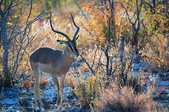 Springbok in Afternoon light