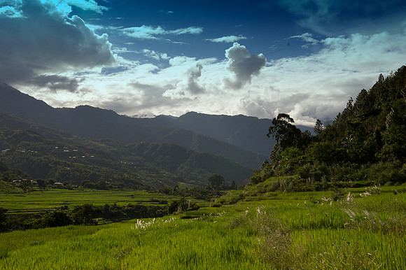 Rice fields